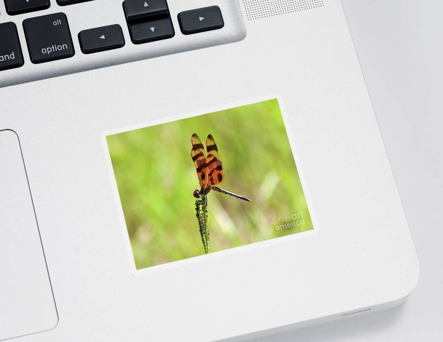 Dragonfly Sticker featuring the photograph Halloween Pennant by Al Powell Photography USA