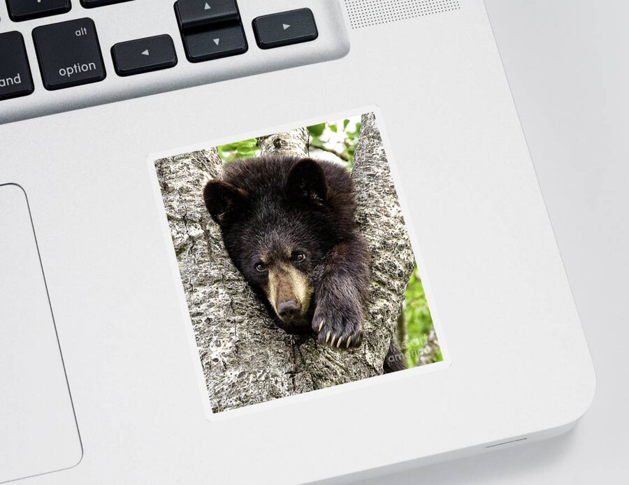 Bear Sticker featuring the photograph Hanging Out by Jan Killian