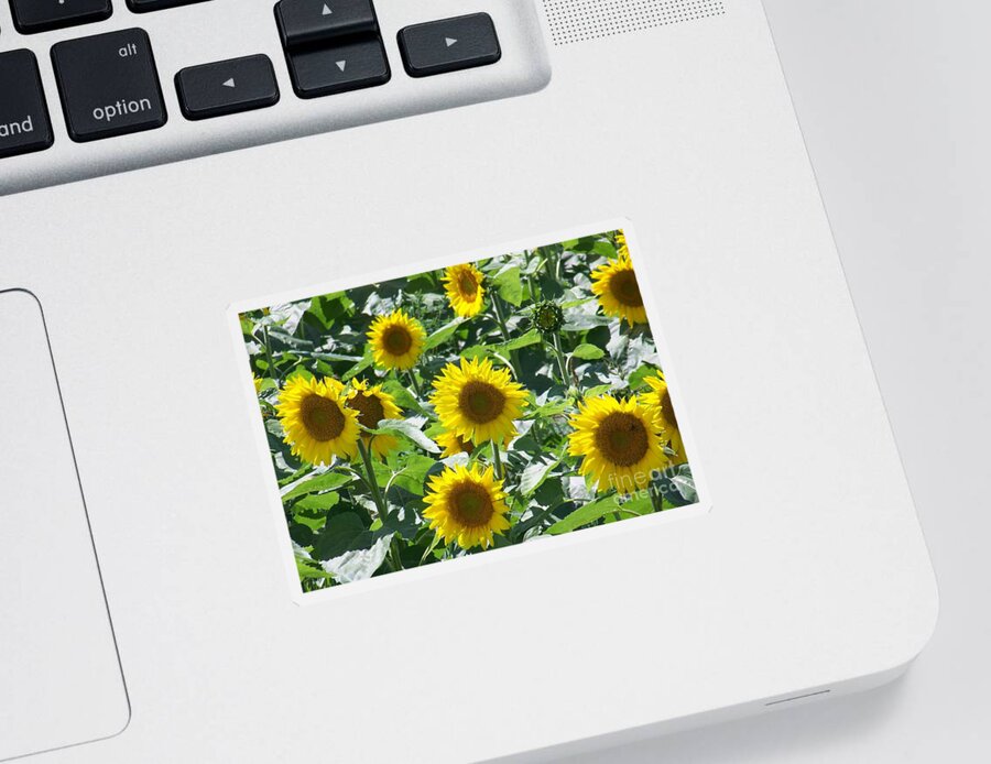 Sunflowers Sticker featuring the photograph Happy Faces by Jackie Mueller-Jones