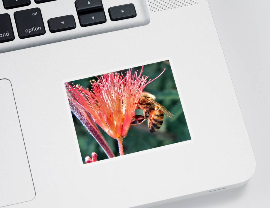 Bee Sticker featuring the photograph Harvesting by Deb Halloran