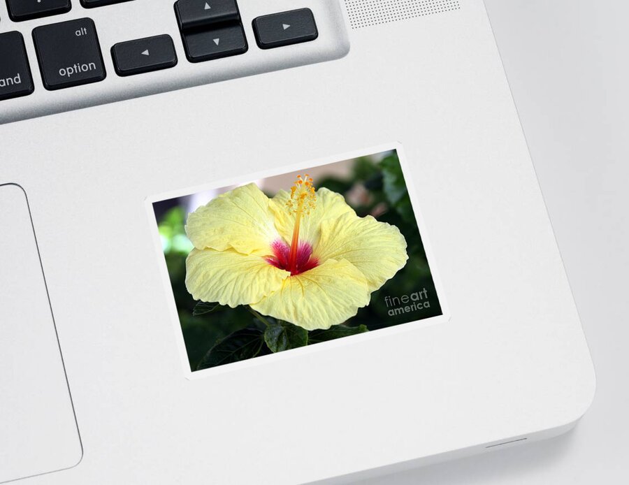 Yellow Hibiscus Sticker featuring the photograph Hawaii's Yellow Hibiscus by Elizabeth Winter