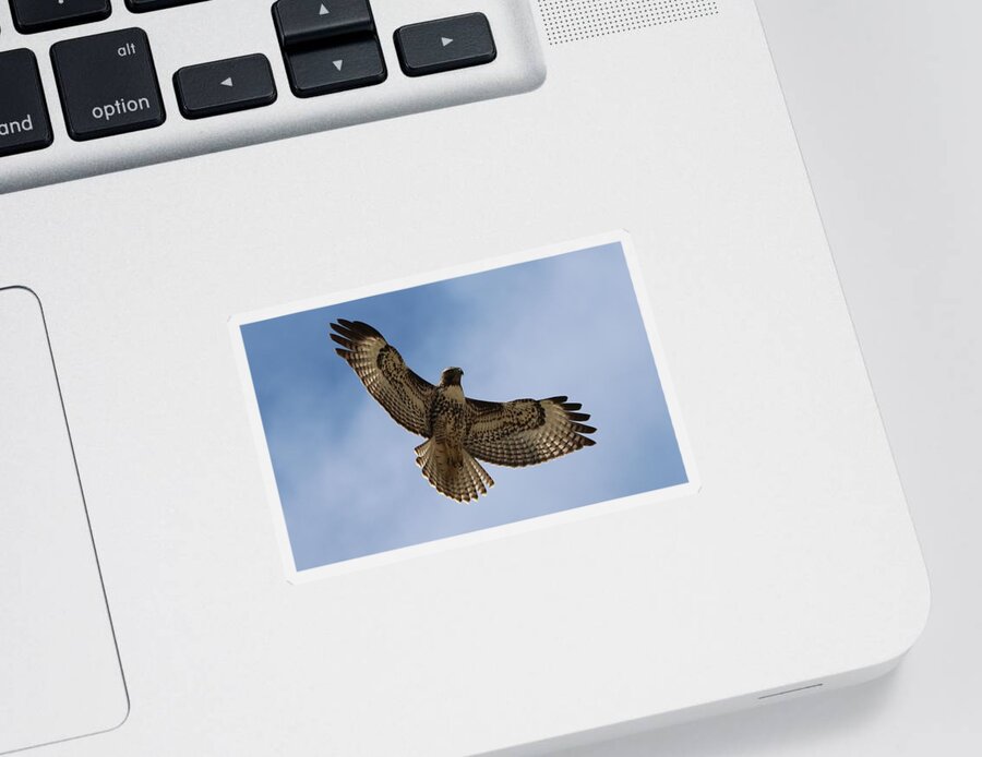 Hawk Sticker featuring the photograph Hawk in Flight by Christy Pooschke