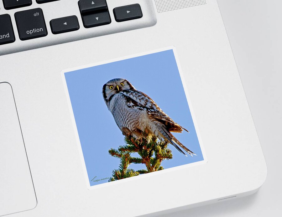 Hawk Owl Square Sticker featuring the photograph Hawk Owl square by Torbjorn Swenelius