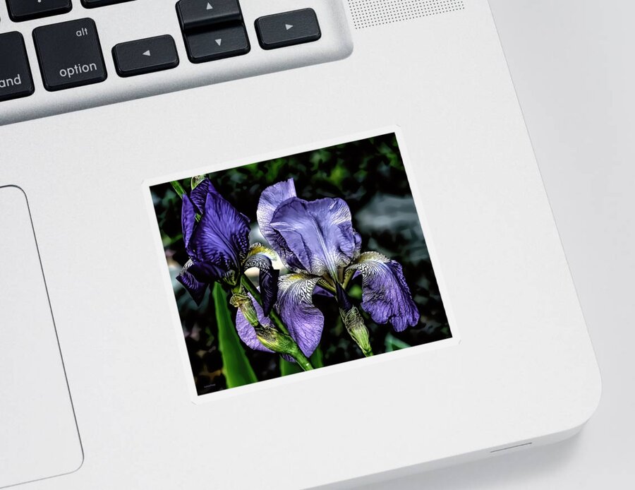 Iris Sticker featuring the mixed media Heirloom Purple Iris Blooms by Lesa Fine