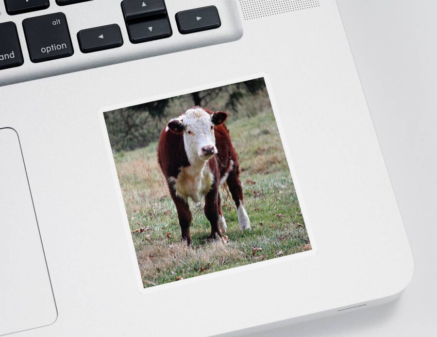 Bovine Sticker featuring the photograph Hereford Portrait III by Suzanne Gaff