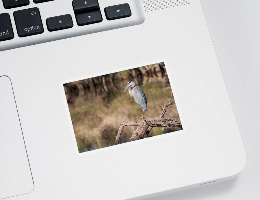 Al Andersen Sticker featuring the photograph Heron Perched On Log by Al Andersen