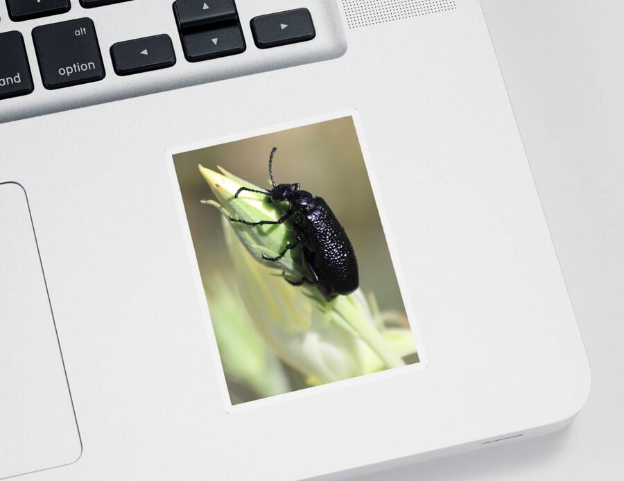 Bug Sticker featuring the photograph Hey Bud #1 by Shane Bechler