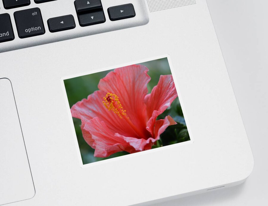 Hibiscus Sticker featuring the photograph Hibiscus Beauty by Linda Bailey