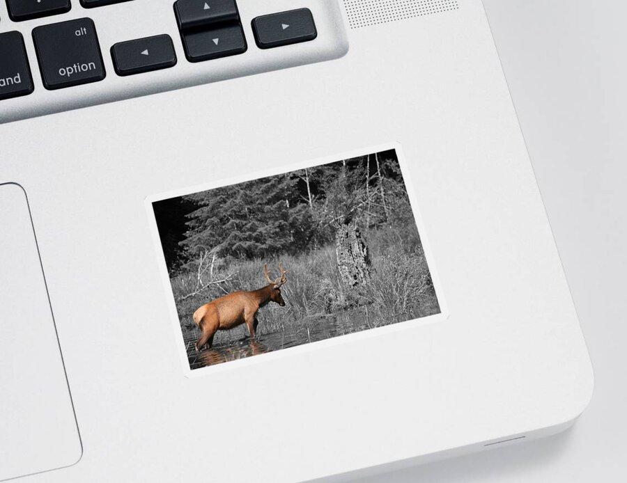 Unique Sticker featuring the photograph Hoh Elk by Dylan Punke