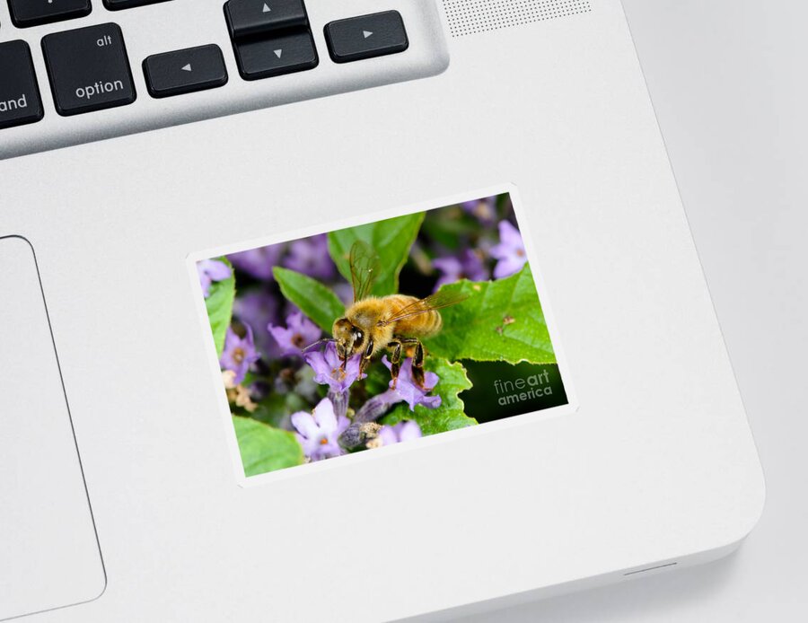 Flower Sticker featuring the photograph Honeybee by Scott Camazine