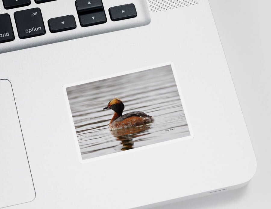 Grebe Sticker featuring the photograph Horned Grebe 3 by Steven Clipperton