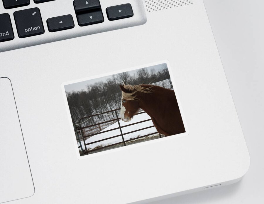 Snow Sticker featuring the photograph Horse 09 by David Yocum