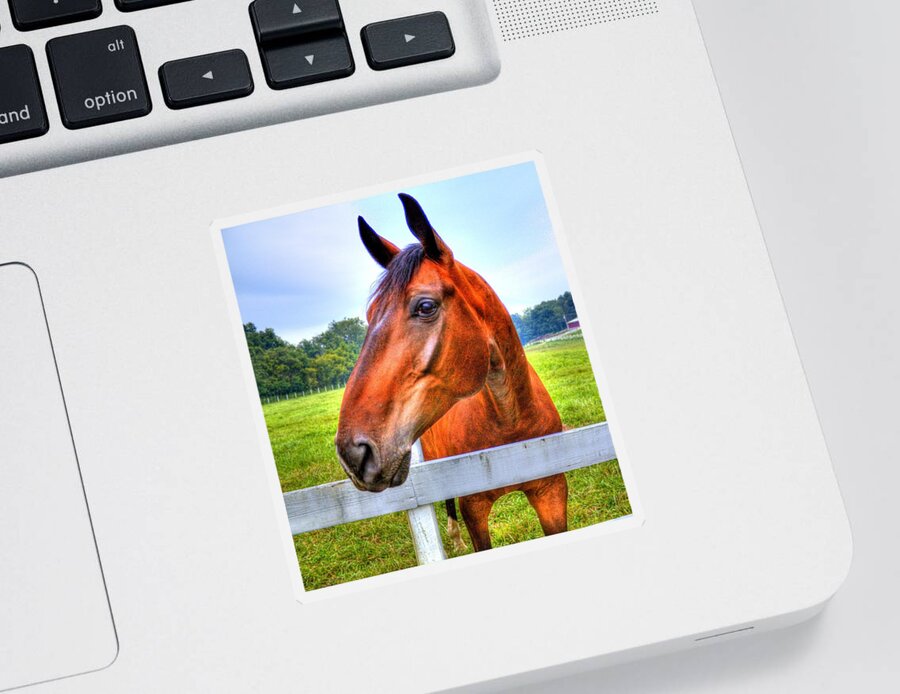 Horse Sticker featuring the photograph Horse Closeup by Jonny D