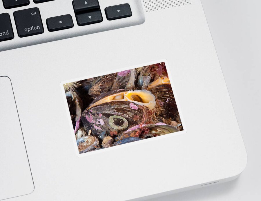 Northern Horse Mussel Sticker featuring the photograph Horse Mussel by Andrew J. Martinez