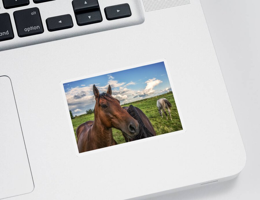 Horse Profile Sticker featuring the photograph Horse Profile by Mark Papke