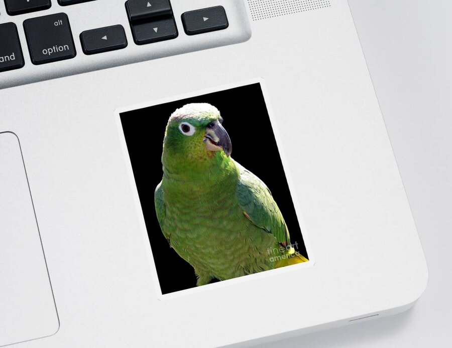 Parrot Sticker featuring the photograph Huey the Mealy Amazon Parrot by Rose Santuci-Sofranko