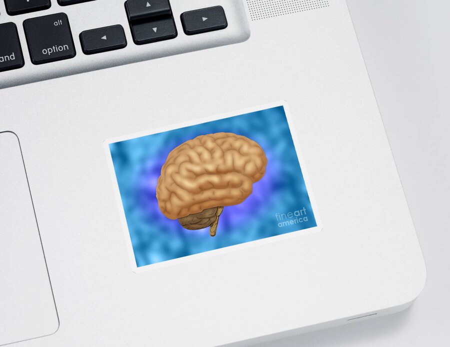 Anatomy Sticker featuring the photograph Human Brain by Monica Schroeder / Science Source