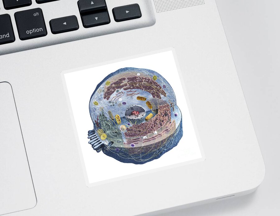 Science Sticker featuring the photograph Human Cell, Illustration by Adam Howard / Dorling Kindersley