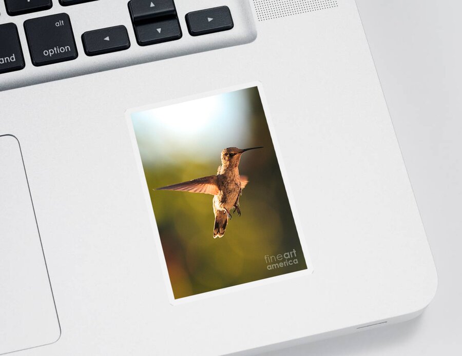 Hummingbird Sticker featuring the photograph Hummingbird Bokeh by Carol Groenen