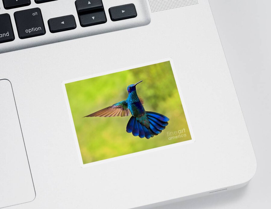 Splendour Sticker featuring the photograph Hummingbird Splendour by Al Bourassa