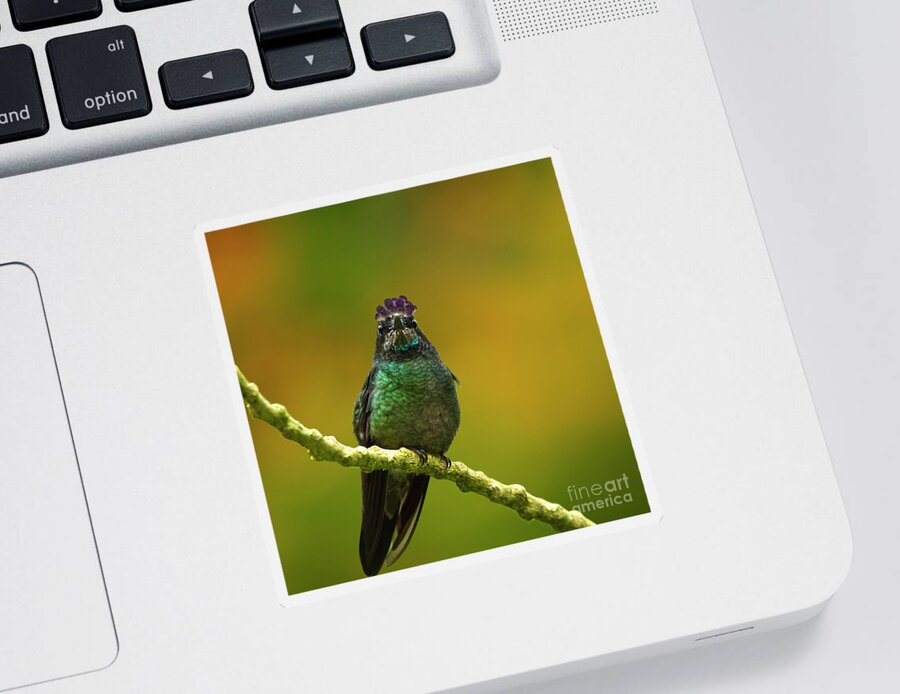 Magnificent Hummingbird Sticker featuring the photograph Hummingbird with a lilac Crown by Heiko Koehrer-Wagner