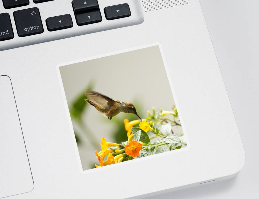 Hummingbird Sticker featuring the photograph Hungry Flowerbird by Heiko Koehrer-Wagner