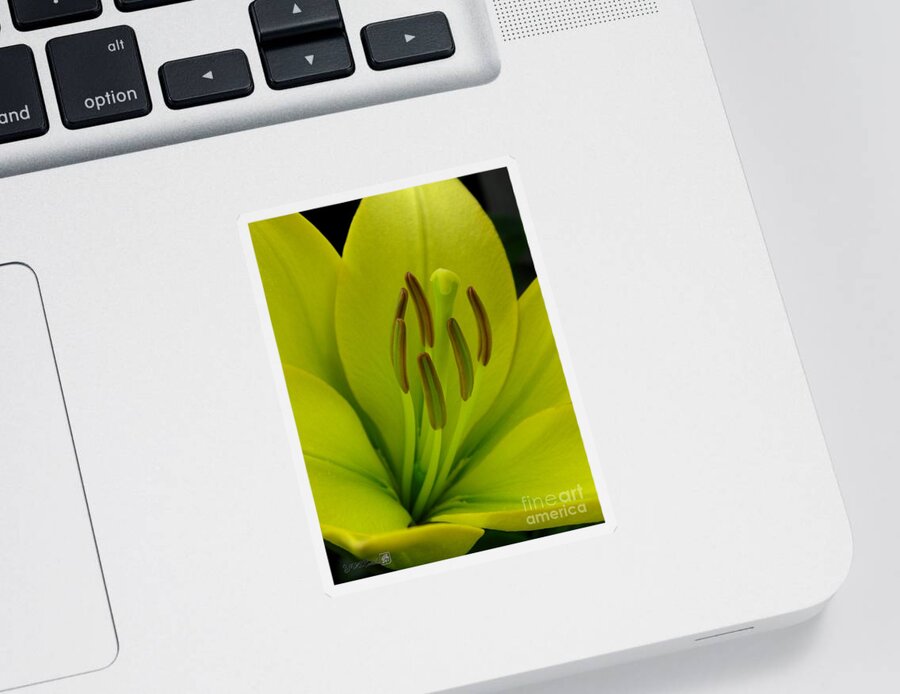 Hybrid Lily Sticker featuring the photograph Hybrid Lily named Trebbiano by J McCombie