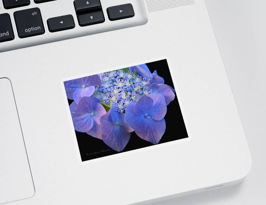 Hydrangea Sticker featuring the photograph See Me Now Hydrangea Blossom - Floral Macro - Lacecap Hydrangea - Flowers From Our Gardens by Brooks Garten Hauschild