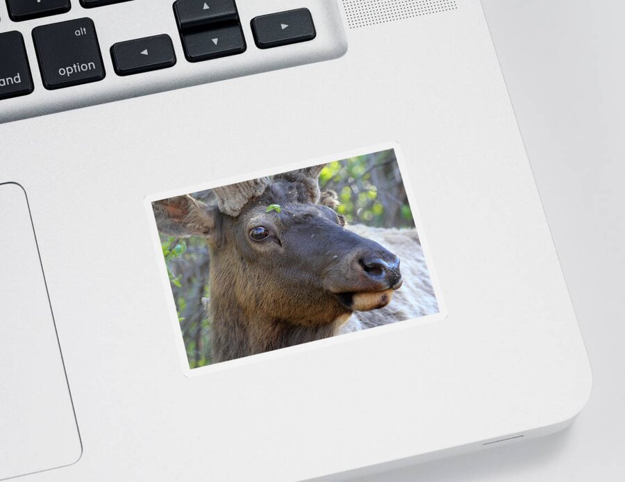 Elk Sticker featuring the photograph I Have What On My Face? by Shane Bechler