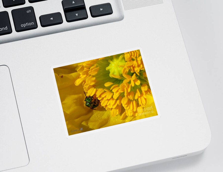 Mccombie Sticker featuring the photograph Iceland Poppy Pollination by J McCombie