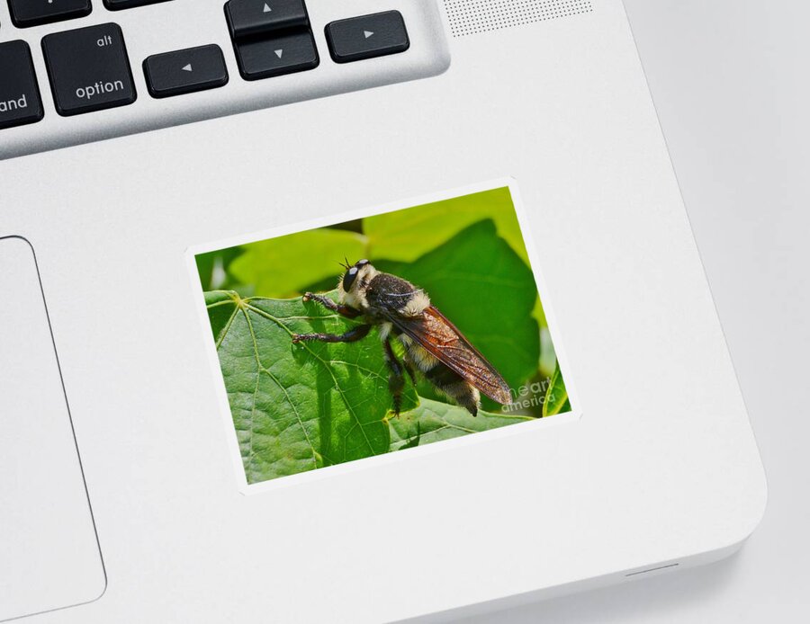 Insect Sticker featuring the photograph I'm Not What It Seems by Kathy Baccari