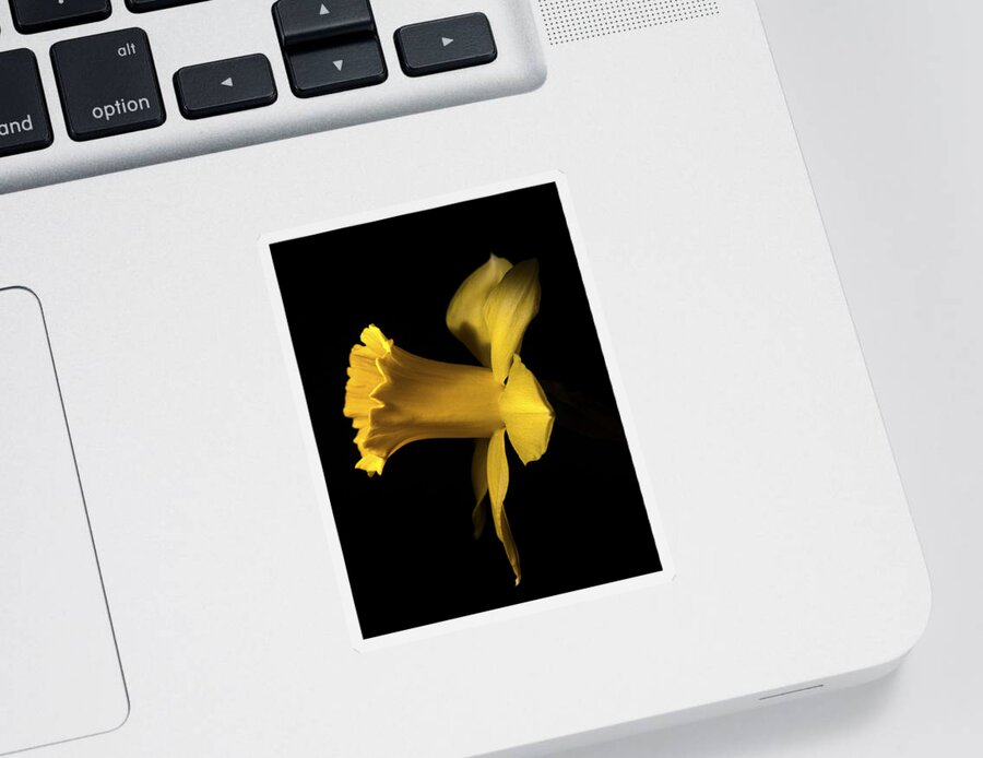 Daffodils Sticker featuring the photograph I'm ready for my closeup by Joe Schofield