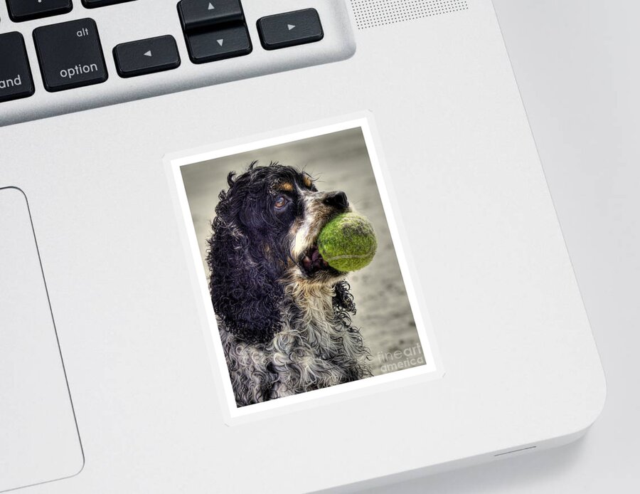 Cocker Spaniel Sticker featuring the photograph I'm Ready to Play by Benanne Stiens