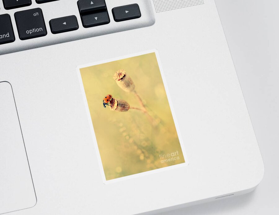 Ladybug Sticker featuring the photograph Impression with dry poppies by Jaroslaw Blaminsky