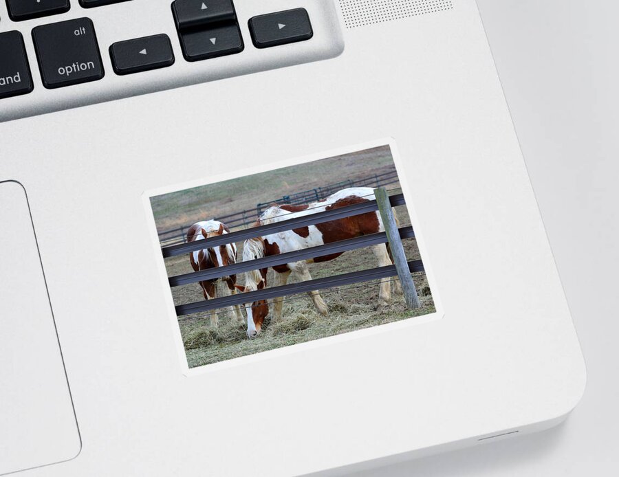 Horses Feeding Sticker featuring the photograph In the Field by Michelle Ayn Potter