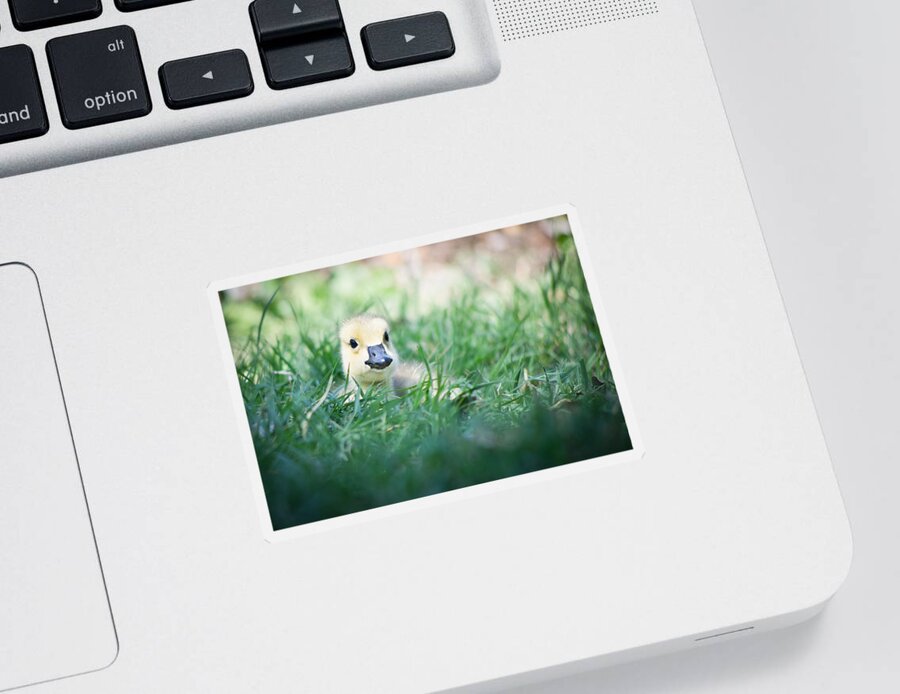 Bird Sticker featuring the photograph In The Grass by Priya Ghose