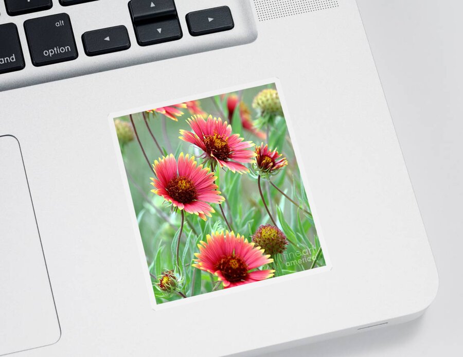 Nature Sticker featuring the photograph Indian Blanket Wildflowers by Robert Frederick