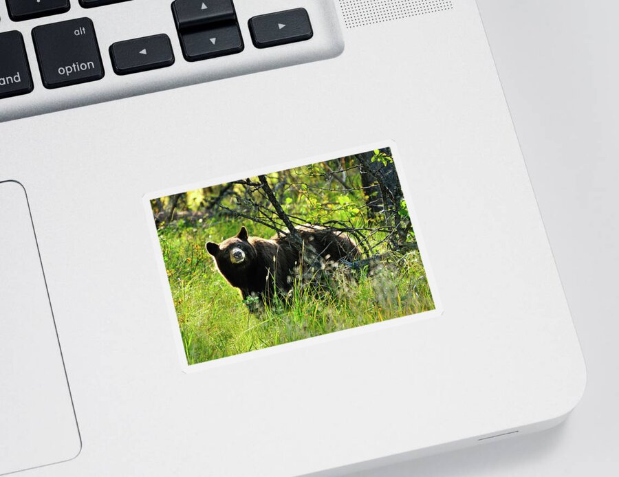 Grand Teton National Park Sticker featuring the photograph Inquisitive Bear by Greg Norrell
