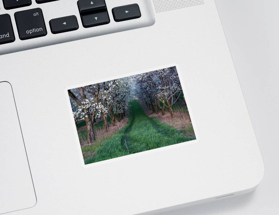 Flower Sticker featuring the photograph Into the Cherry Orchard at Evening by Mary Lee Dereske