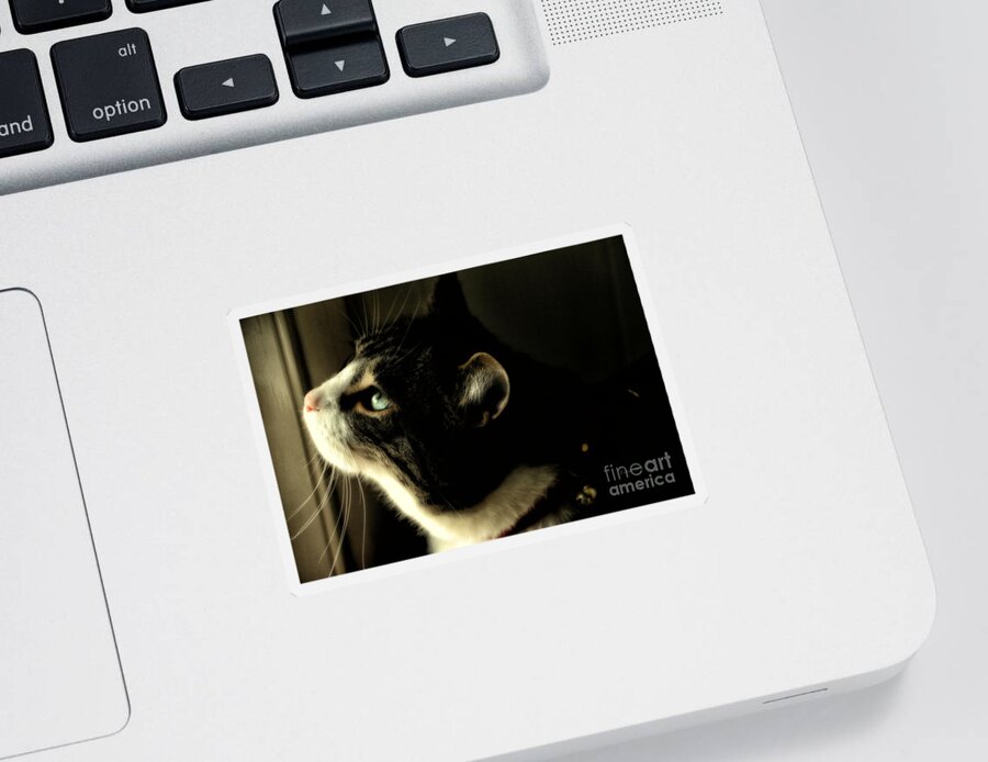 Cat Sticker featuring the photograph Intrigued by Shari Nees