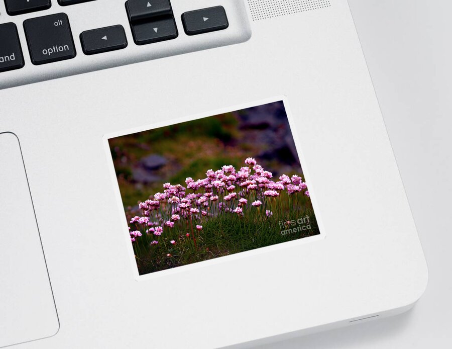 Fine Art Photography Sticker featuring the photograph Irish Sea Pinks by Patricia Griffin Brett
