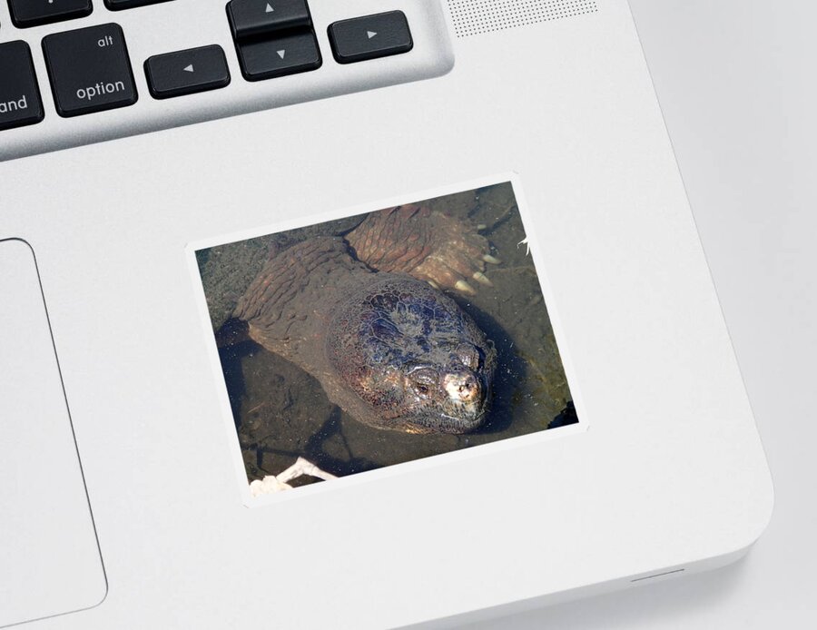 Island Sticker featuring the photograph Island Turtle by Robert Nickologianis