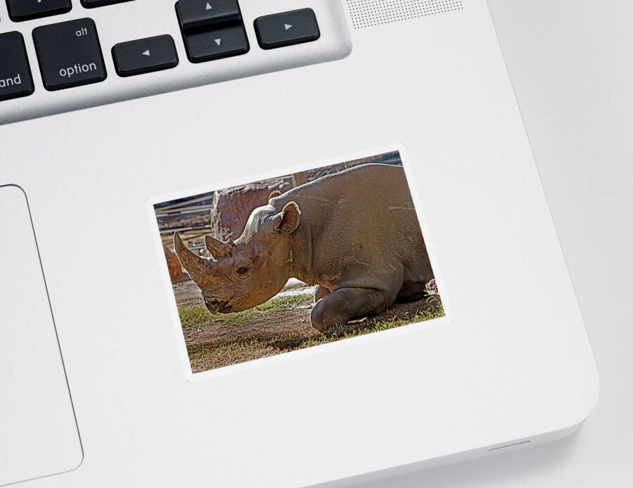 #black Rhino Sticker featuring the photograph Its my horn not your medicine by Miroslava Jurcik