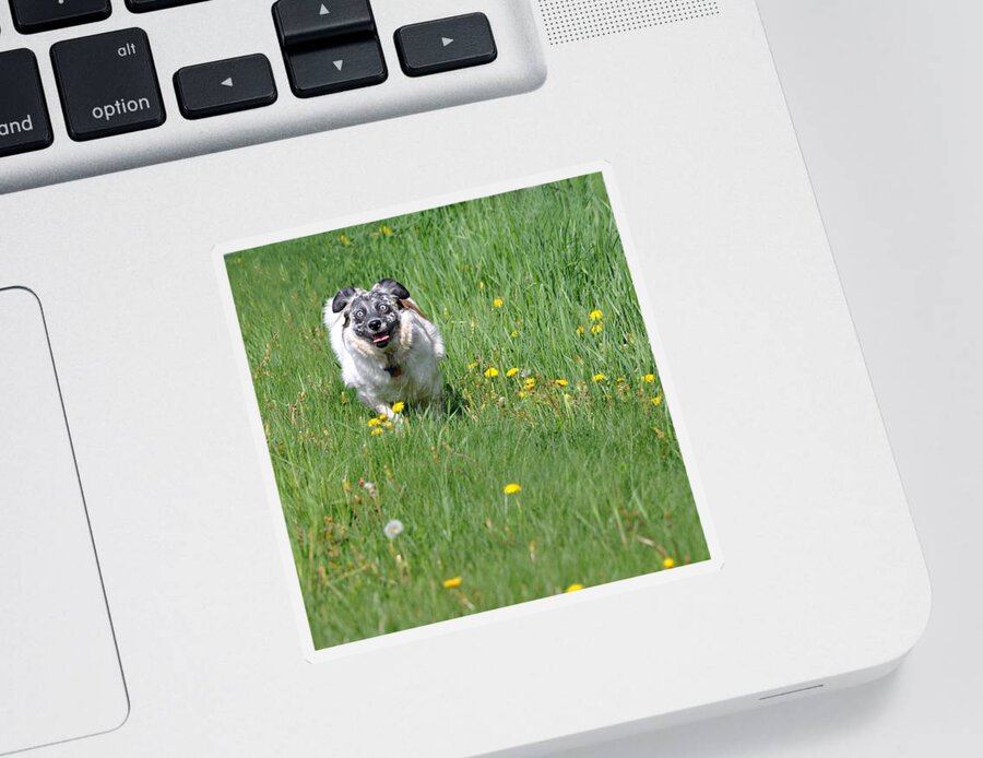 Animals Sticker featuring the photograph It's Spring - It's Spring by Phyllis Meinke