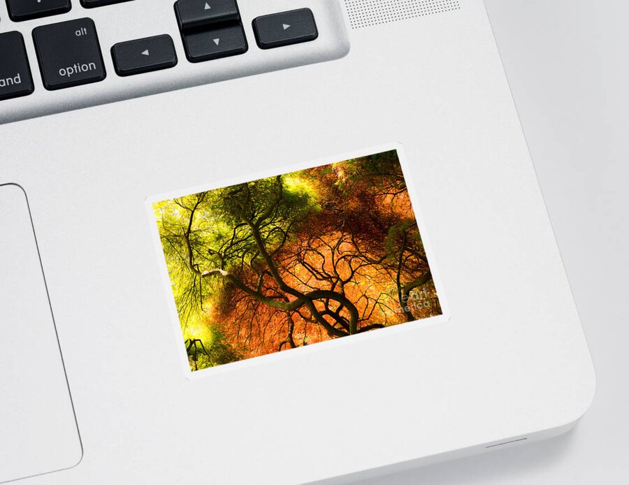 Japanese Sticker featuring the photograph Japanese Maples by Angela DeFrias