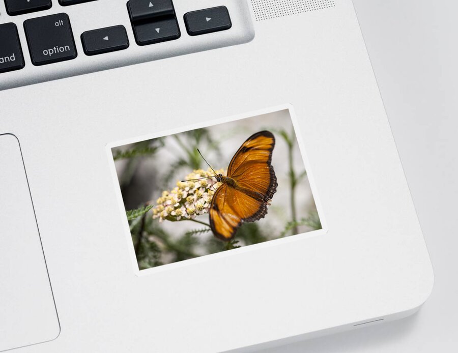 3scape Photos Sticker featuring the photograph Julia Butterfly by Adam Romanowicz