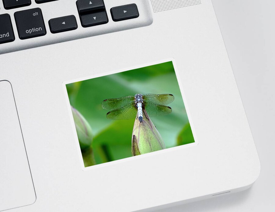 Dragonfly Sticker featuring the photograph Just Visiting by Jennifer Wheatley Wolf