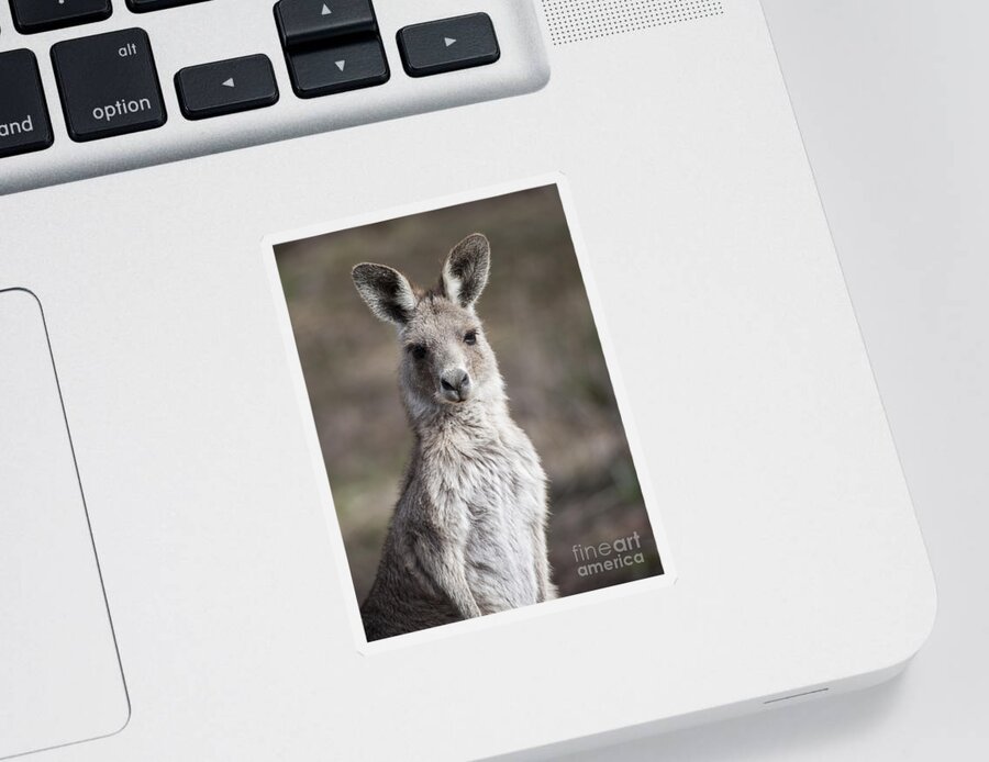 Australia Sticker featuring the photograph Kangaroo by Steven Ralser