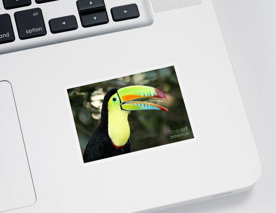 Toucan Sticker featuring the photograph Keel billed toucan by James Brunker