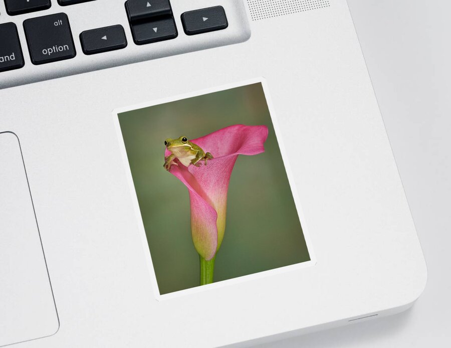 Calla Sticker featuring the photograph Kermit Peeking Out by Susan Candelario